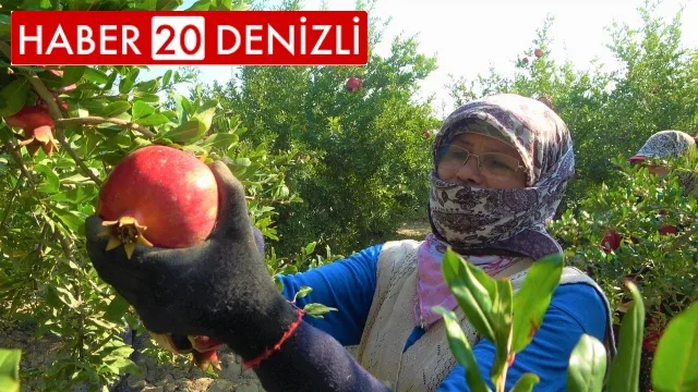 Denizli narının Avrupa’ya ihracat yolculuğu başladı