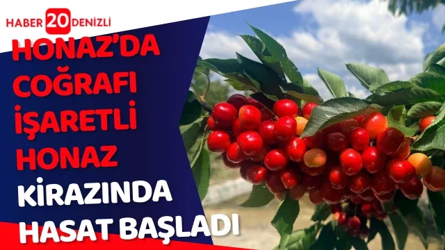 Coğrafi işaretli Honaz Kirazında hasat başladı
