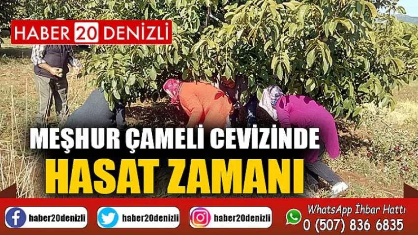 Meşhur Çameli cevizinde hasat zamanı
