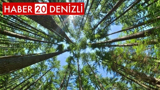 Ormanda piknik yapıp ateş yakmak yasaklandı