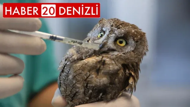 Veteriner hekimin bulduğu yaralı baykuş hayata tutundu