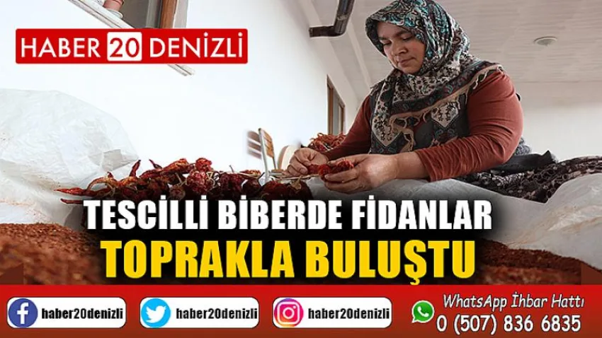 Tescilli biberde fidanlar toprakla buluştu