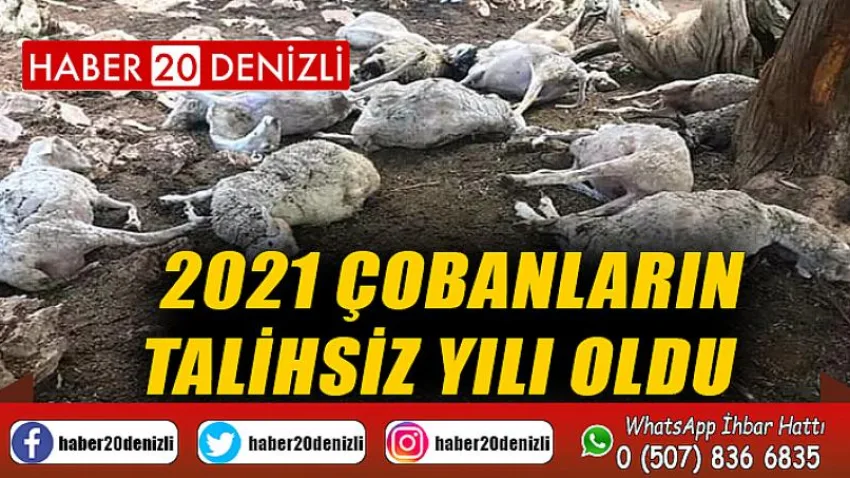 2021 çobanların talihsiz yılı oldu
