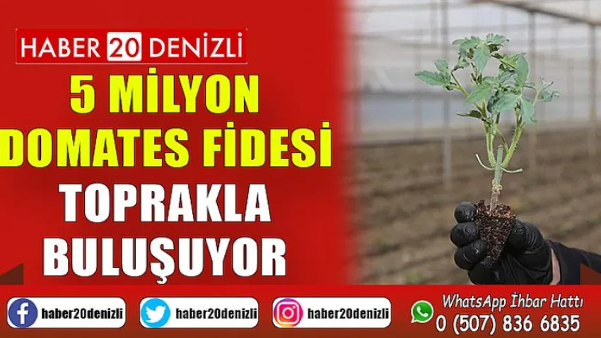 5 Milyon Domates Fidesi Toprakla Buluşuyor