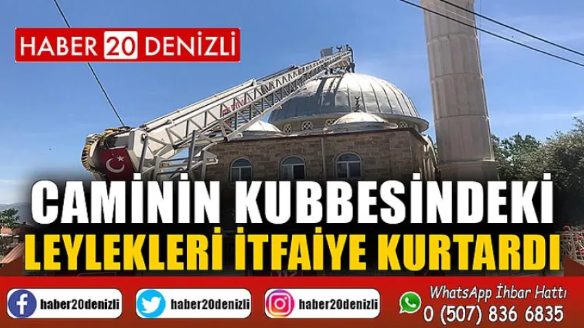 Caminin kubbesindeki leylekleri itfaiye kurtardı