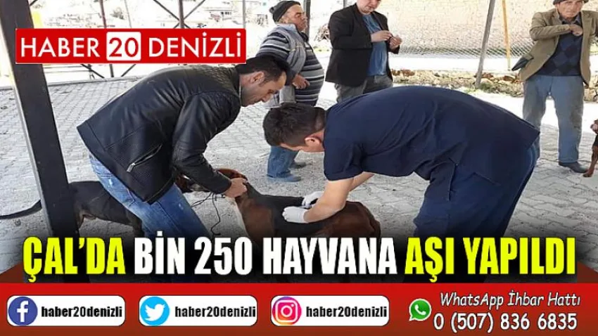 Çal’da bin 250 hayvana aşı yapıldı