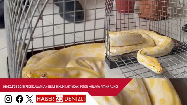 Denizli'de gösteride kullanılan nesli tehlike altındaki piton koruma altına alındı