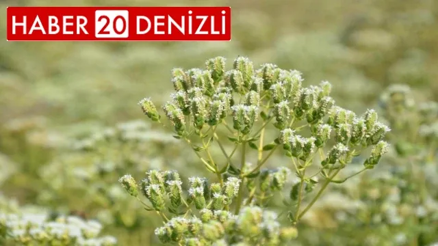 Kekik üreticisi üretimden vazgeçiyor
