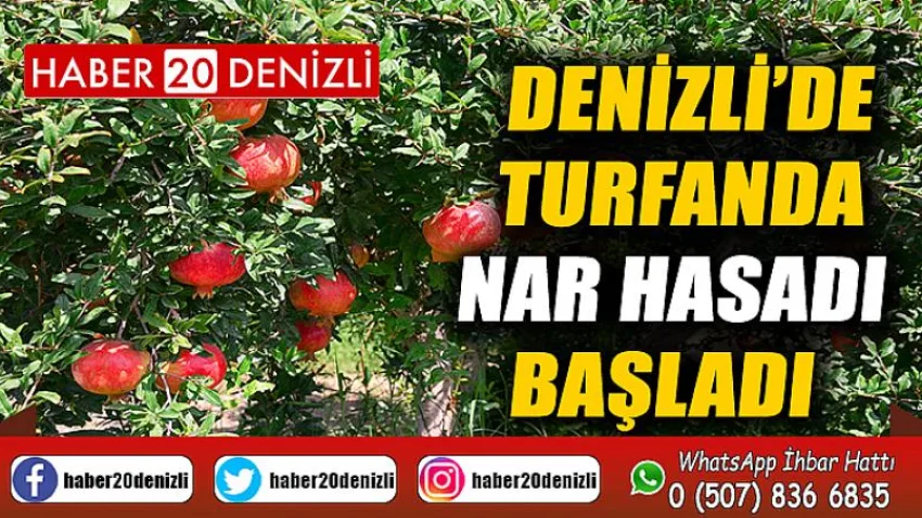 Denizli’de turfanda nar hasadı başladı