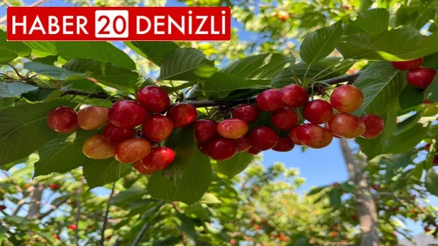 Honaz'da Napolyon kirazı hasadı için geri sayım başladı