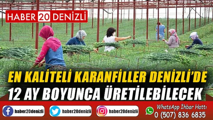 En kaliteli karanfiller Denizli’de 12 ay boyunca üretilebilecek