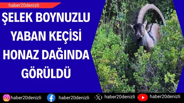 Şelek Boynuzlu yaban keçisi Honaz Dağında görüldü