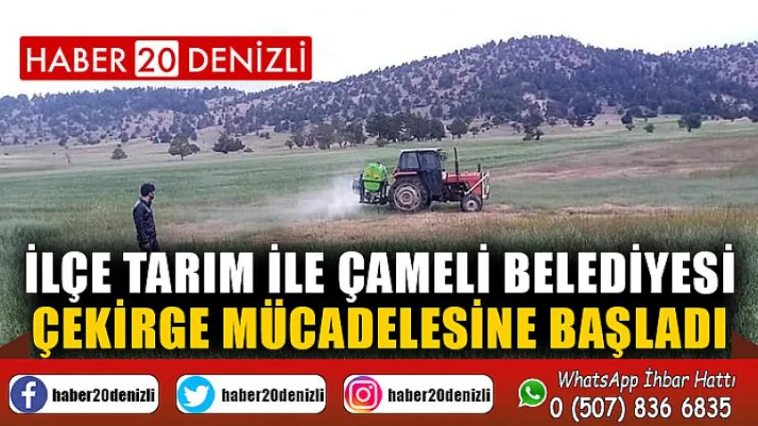 İlçe Tarım ile Çameli Belediyesi çekirge mücadelesine başladı
