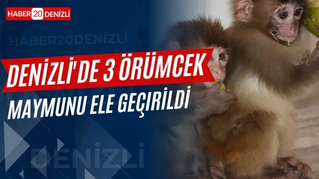 Denizli'de 3 örümcek maymunu ele geçirildi