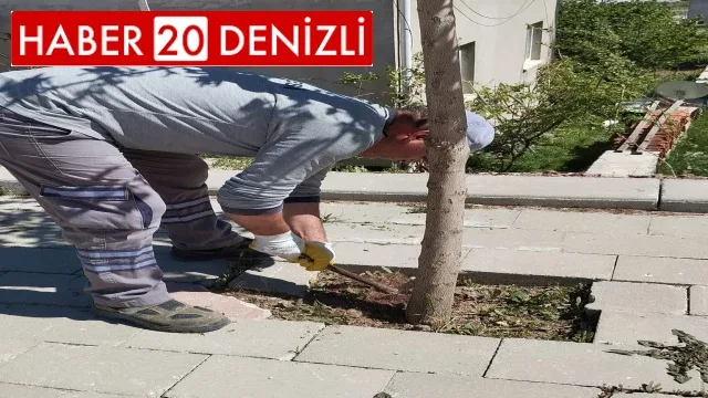 Çameli Belediyesi kaldırım ve ağaçları bakıma aldı