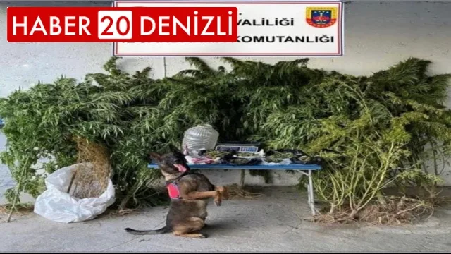 Jandarmanın operasyonunda 2,5 kilo esrar ele geçirildi