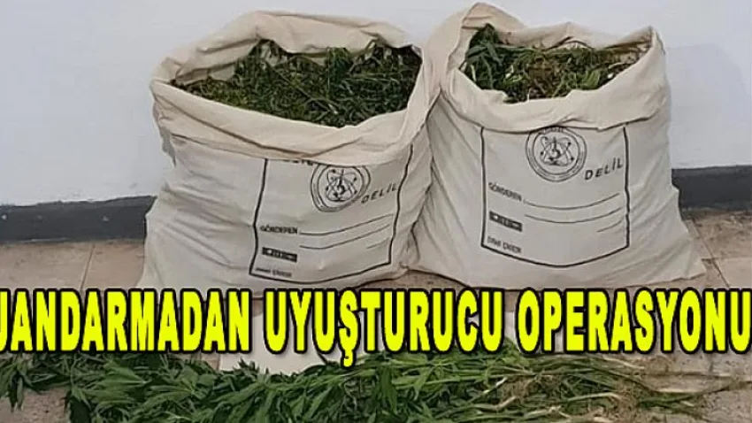 Jandarmadan Uyuşturucu Operasyonu