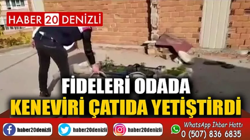 Fideleri odada, keneviri çatıda yetiştirdi