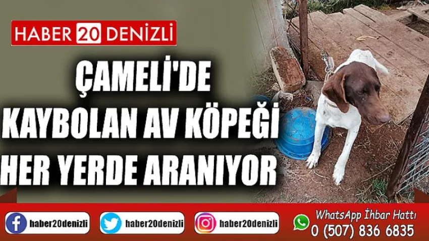 Çameli'de kaybolan av köpeği her yerde aranıyor