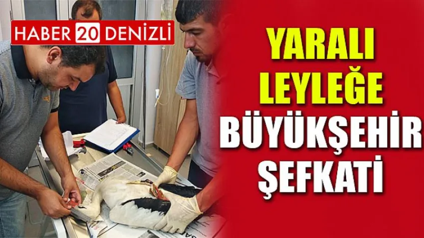 Yaralı leyleğe Büyükşehir şefkati