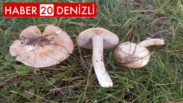 Dünyaya tanıtılan yeni mantar türüne ‘Pamukkale’ ismi verildi