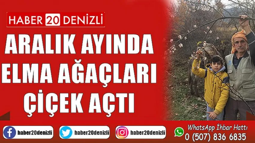 Aralık ayında elma ağaçları çiçek açtı