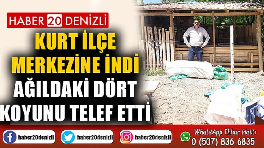 Kurt ilçe merkezine indi, ağıldaki dört koyunu telef etti