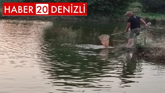 Tarlada 100 bin aynalı sazan üretimine başladı