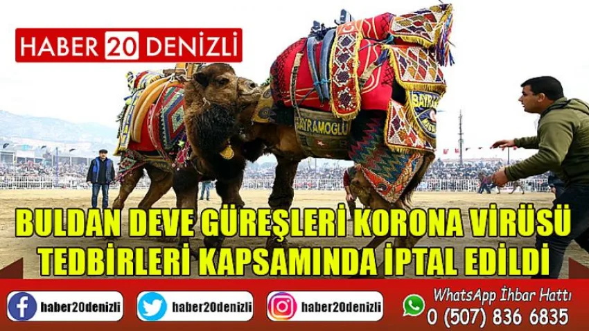 Buldan deve güreşleri korona virüsü tedbirleri kapsamında iptal edildi