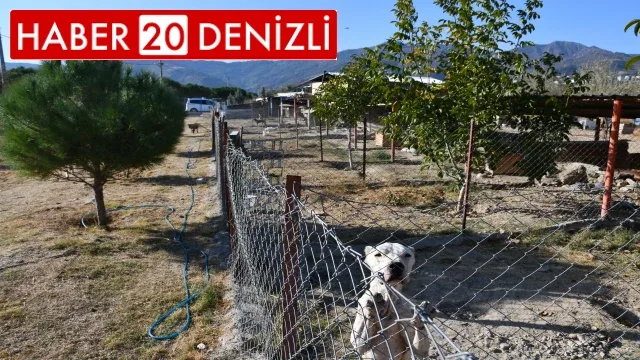 Buldan’da sokak hayvanları için modern barınak yapılıyor