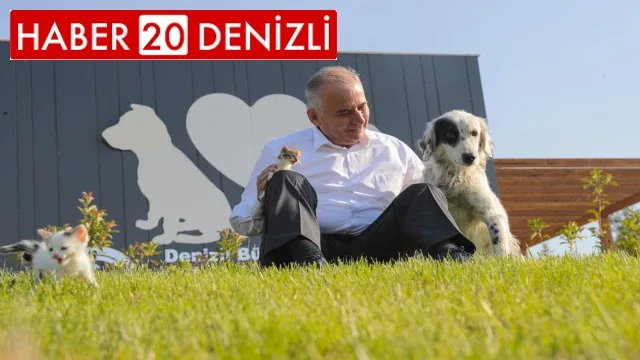Denizli’de sokak hayvanları için mesajla bilgilendirme dönemi başladı