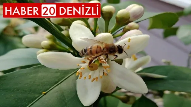 Arıcılar ilaçlama soruna çözüm olarak akşamı işaret etti