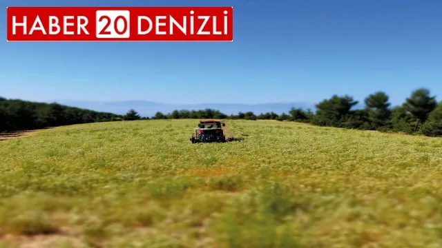 Denizli dünyanın kekik ambarı haline geldi