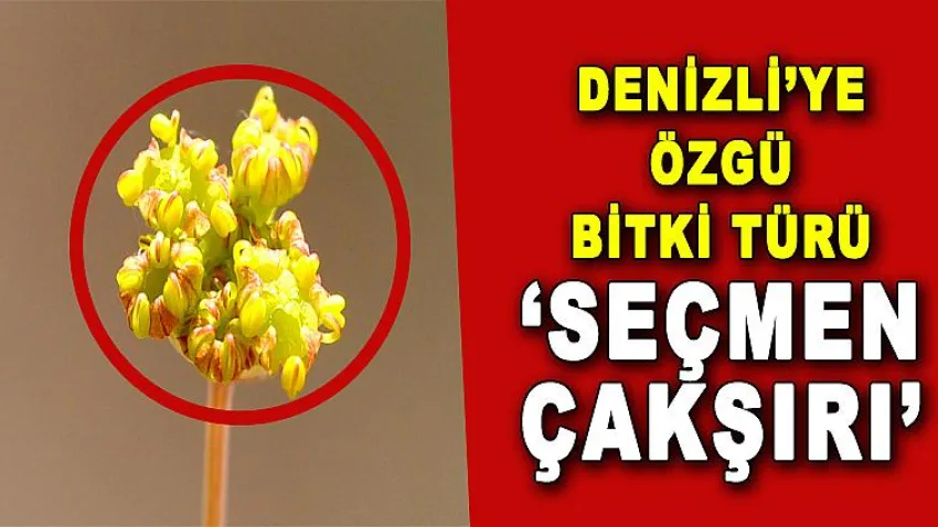 Denizli'ye Özgü Bitki Türü 'Seçmen Çakşırı'