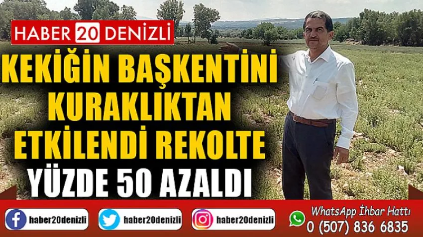 Kekiğin başkentini kuraklıktan etkilendi, rekolte yüzde 50 azaldı