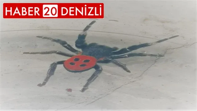 Denizli’de zehirli uğur böceği örümceği görüldü