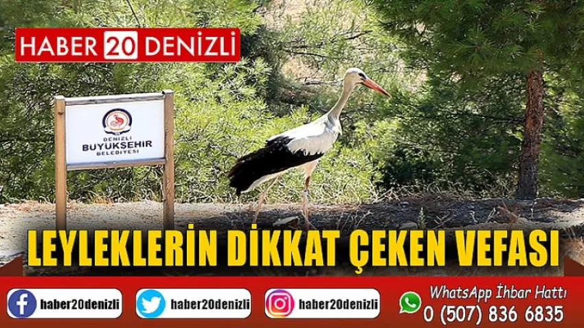 Leyleklerin dikkat çeken vefası