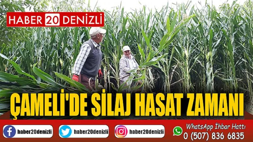 Çameli'de Silaj Hasat Zamanı
