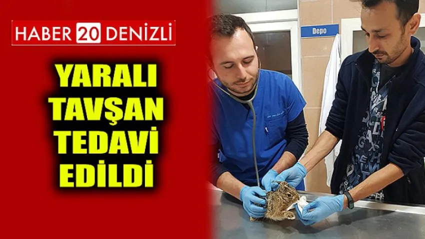 Yaralı Tavşan Tedavi Edildi
