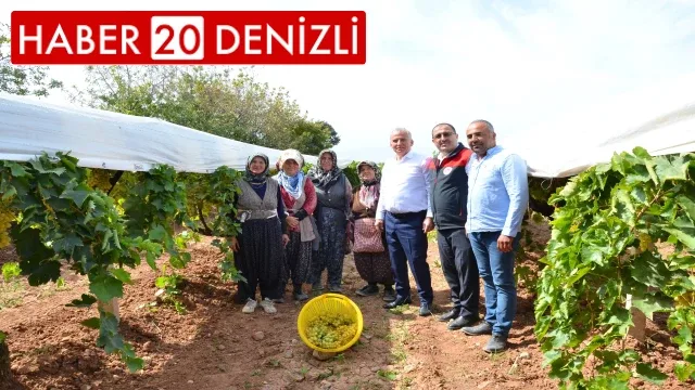 Denizli'de salkım güvesiyle biyolojik mücadele devam ediyor