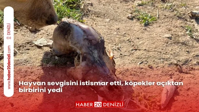 Hayvan sevgisini istismar etti, köpekler açıktan birbirini yedi