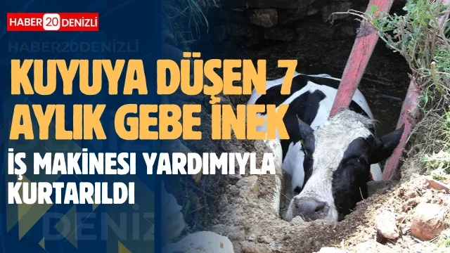 7 aylık gebe inek kurtarıldı