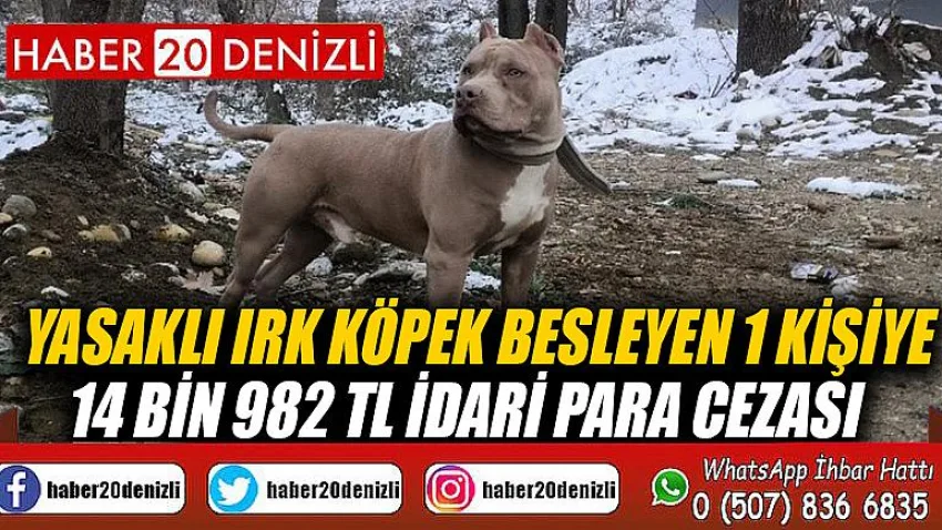 Yasaklı ırk köpek besleyen 1 kişiye 14 bin 982 TL idari para cezası