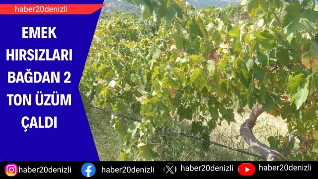 Emek hırsızları bağdan 2 ton üzüm çaldı