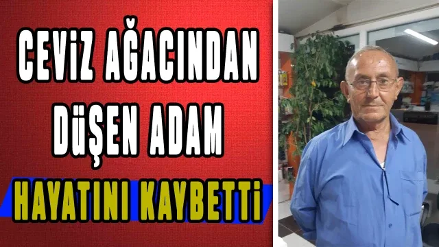 Ceviz ağacından düşen adam hayatını kaybetti