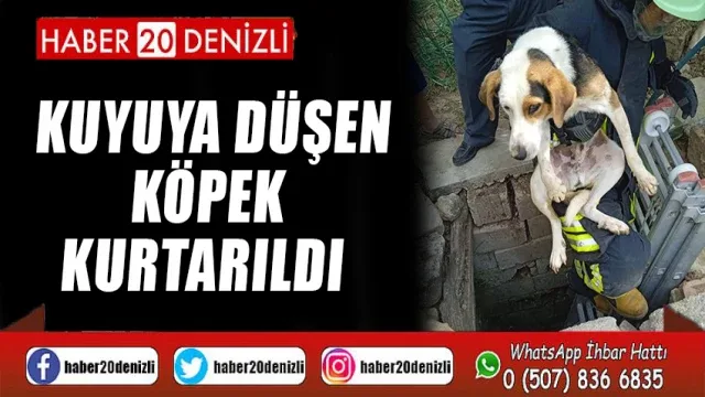 Kuyuya düşen köpek kurtarıldı