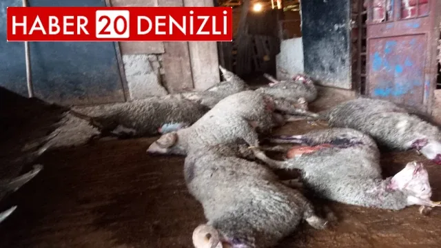 Ağıla giren kurt 10 koyunu telef etti