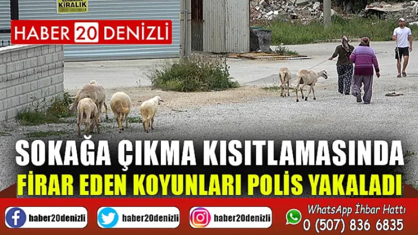 Sokağa çıkma kısıtlamasında firar eden koyunları polis yakaladı