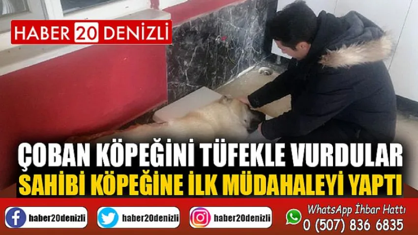Çoban köpeğini tüfekle vurdular, sahibi köpeğine ilk müdahaleyi yaptı