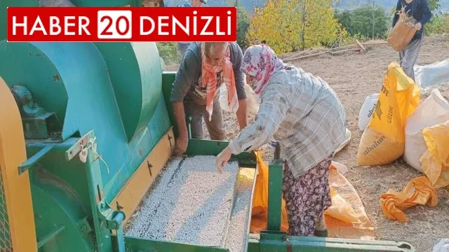 Çameli fasulyesinin tarladan sofraya yolculuğu başladı